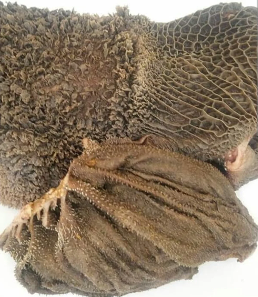 Babat