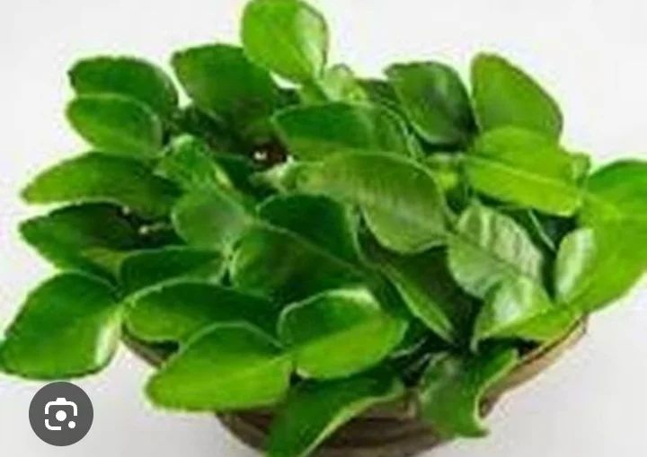 Daun jeruk 1kg 38000
