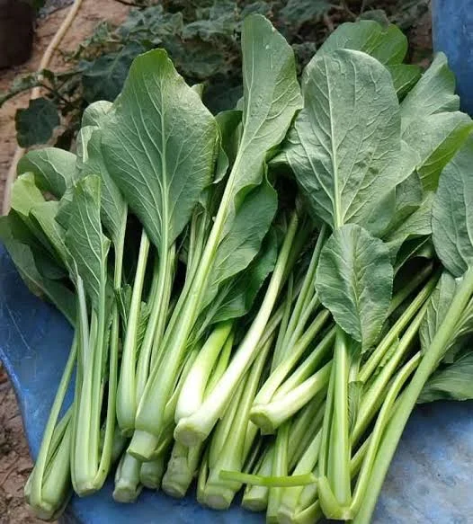 Cesin/sawi kemasan 1kg