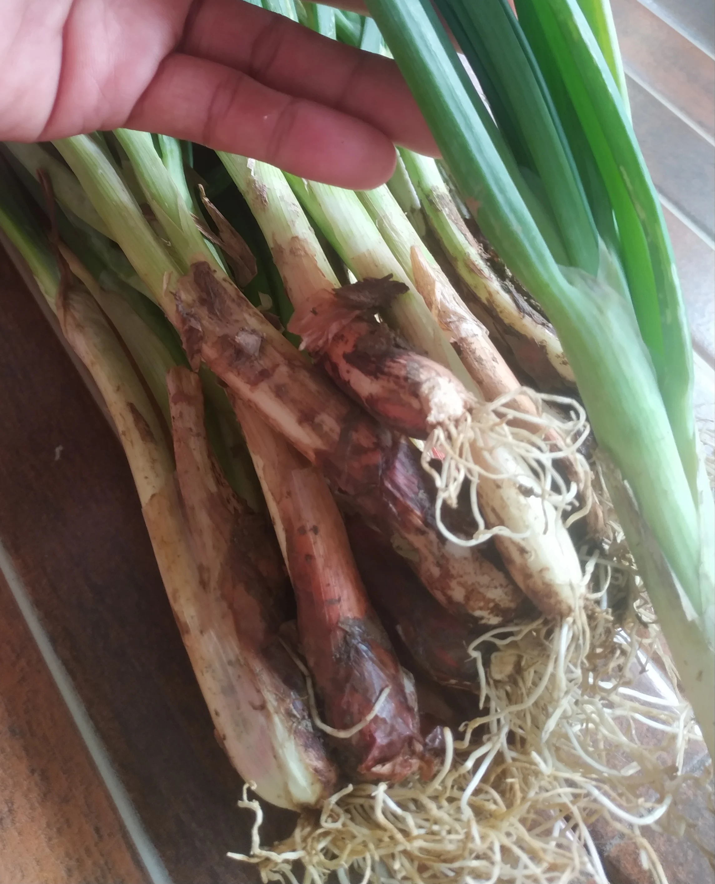 Bawang jumbo