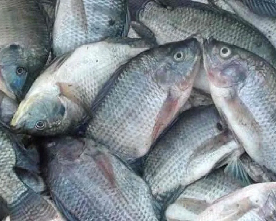 Ikan mujaer segar