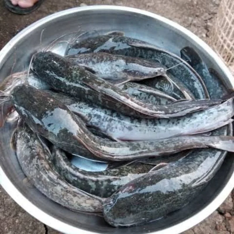 Ikan lele segar