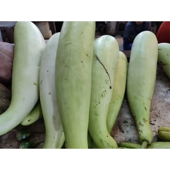 Labu putih