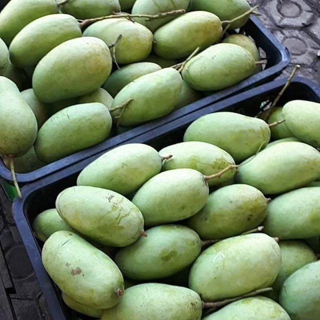 Mangga gajah