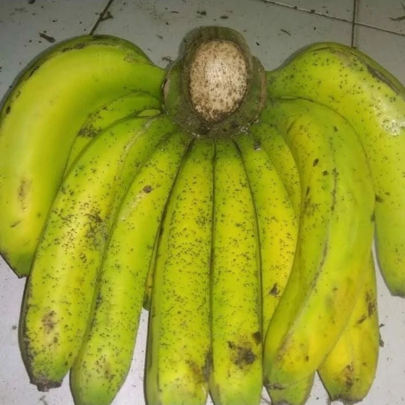 pisang lumut