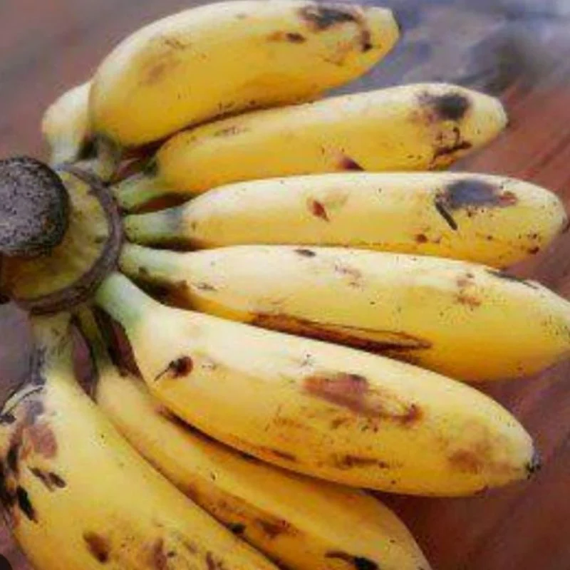 pisang bangka