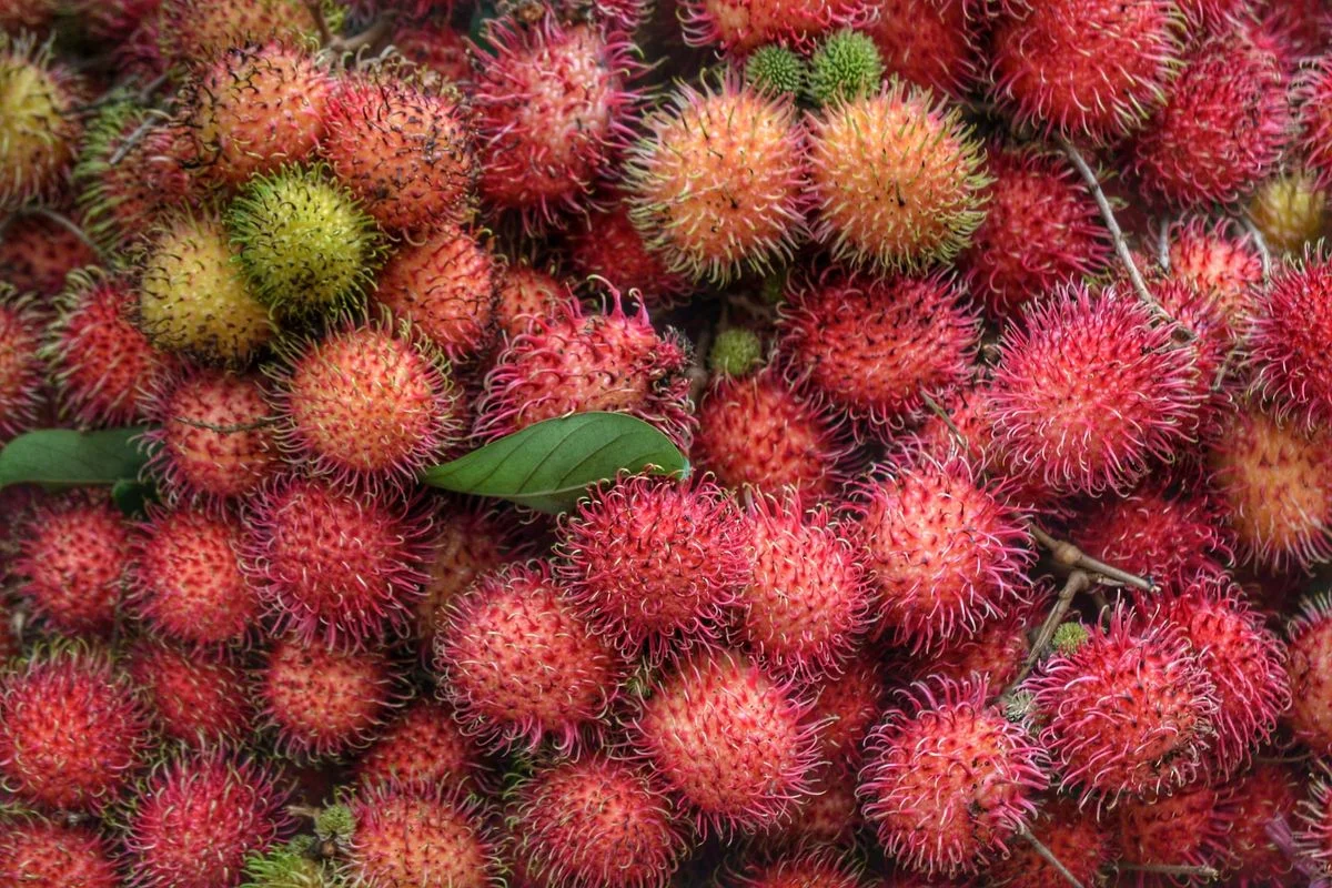 Rambutan
