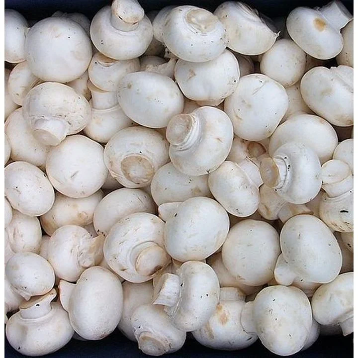 Jamur kancing