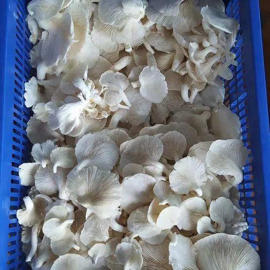 Jamur merang