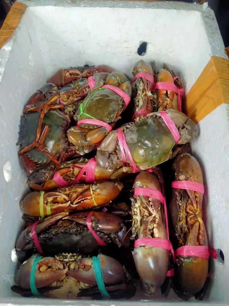 Kepiting