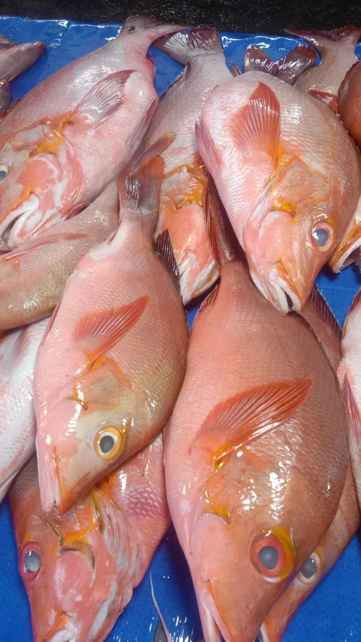 Kakap Merah