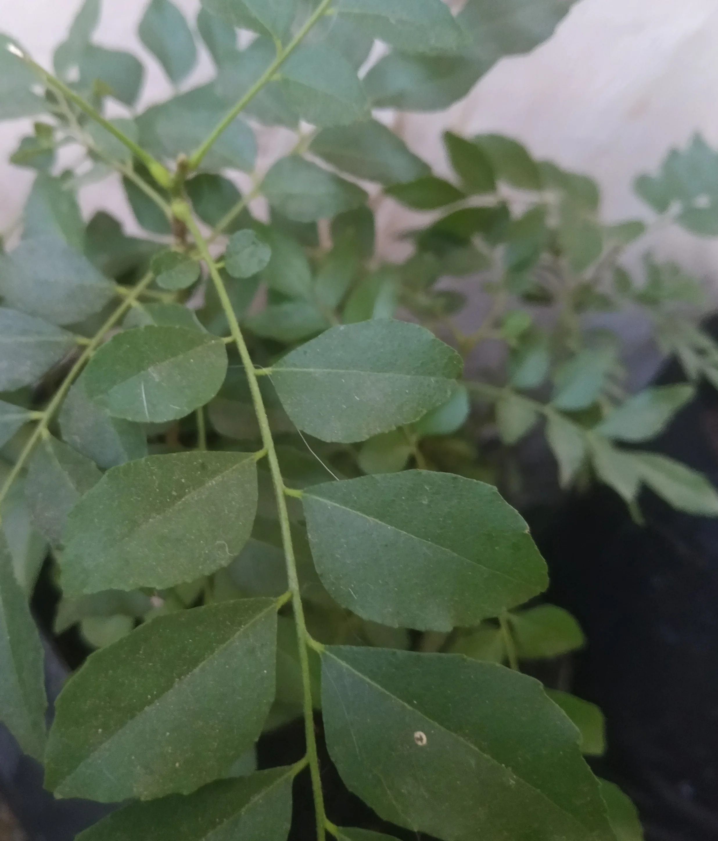 Daun Kari