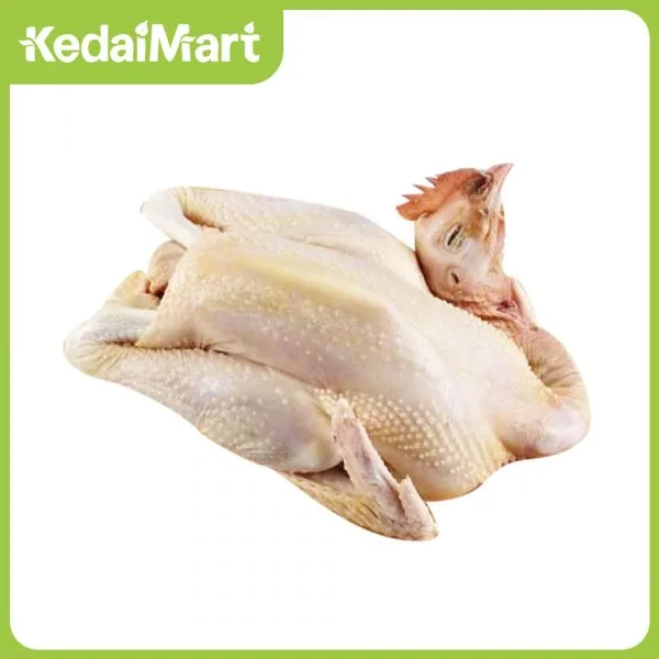 ayam kampung