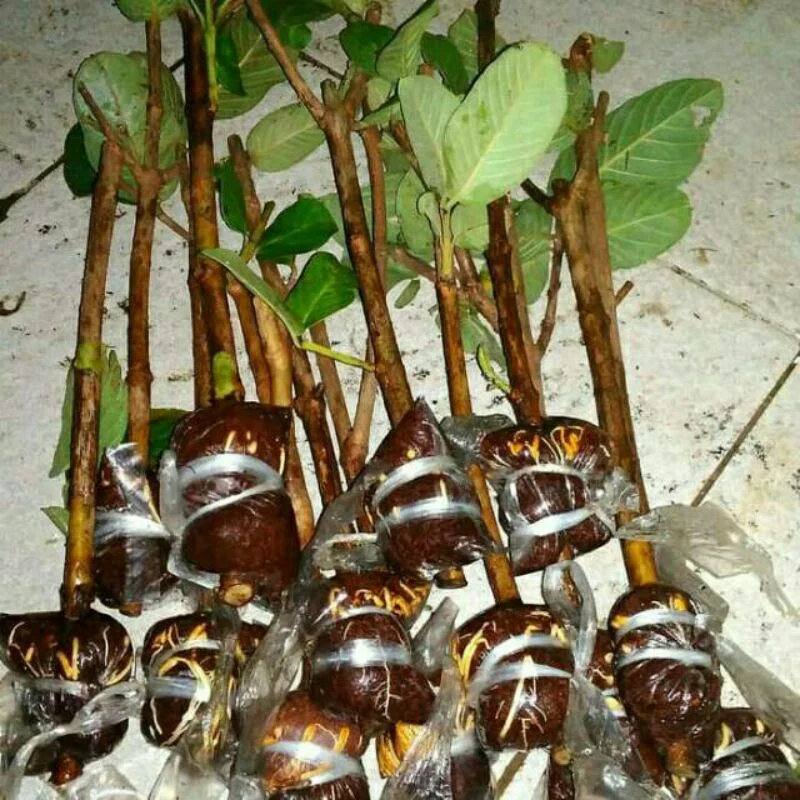 Bibit Jambu Citra Cangkok