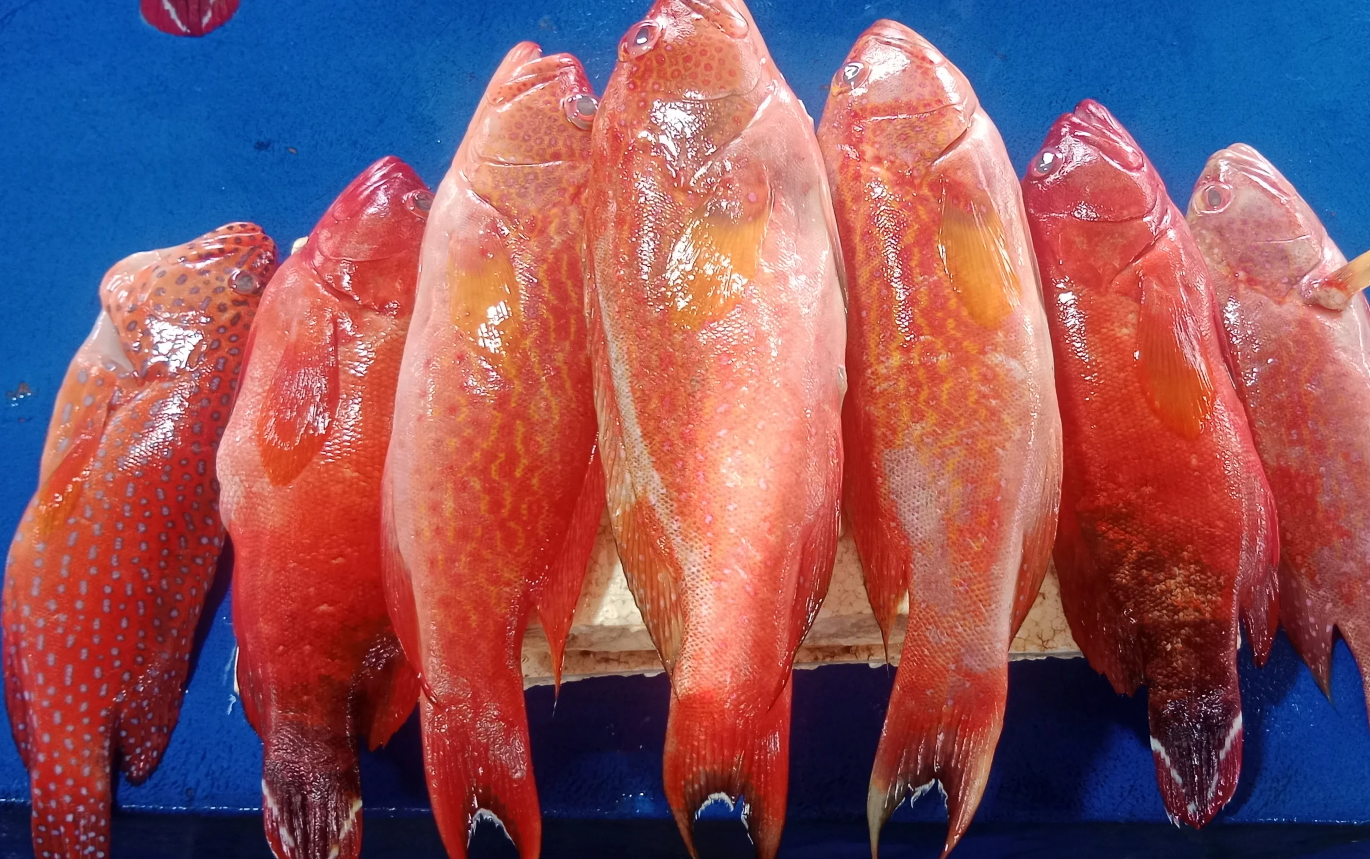 Ikan Krapu