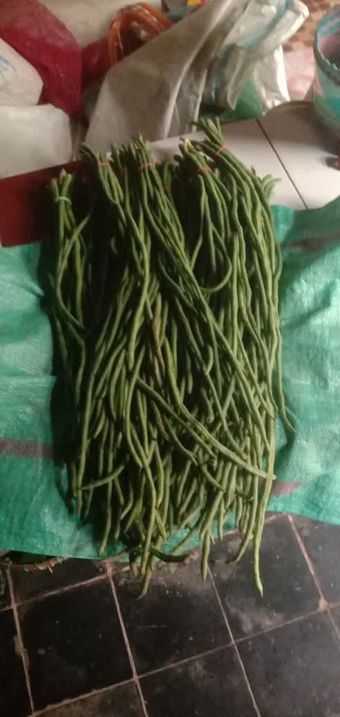 Kacang panjang
