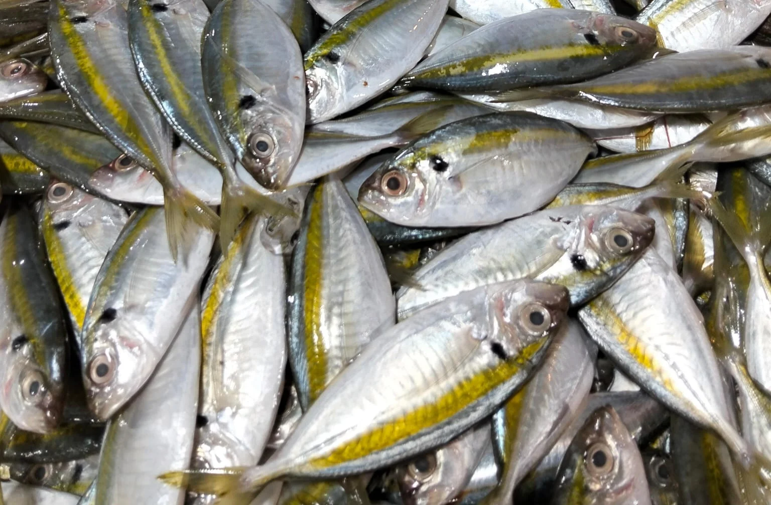 Ikan Selar