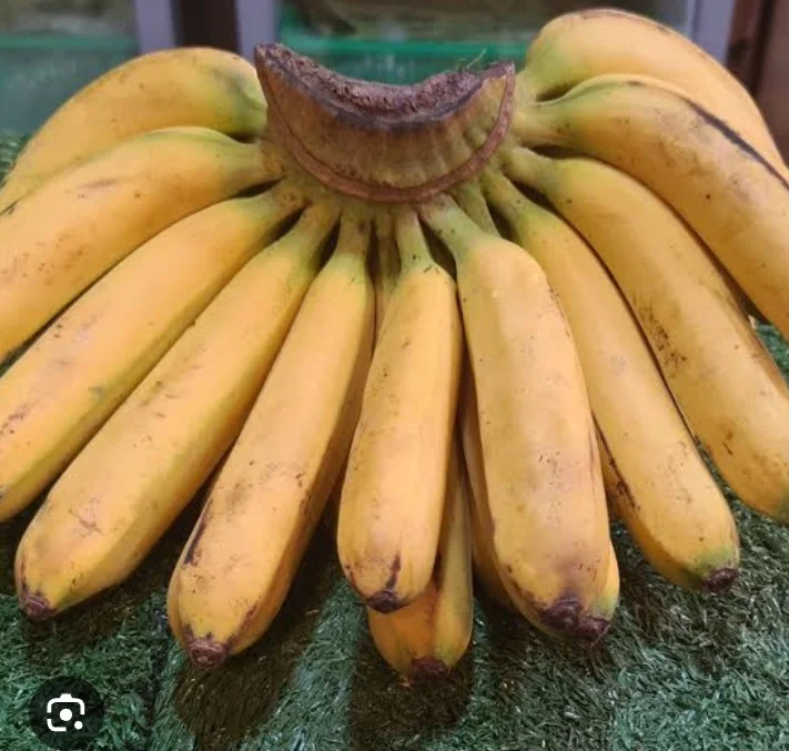 Pisanh
