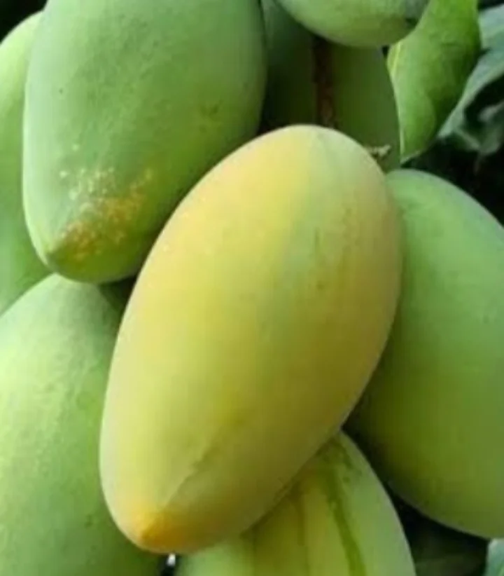 Mangga