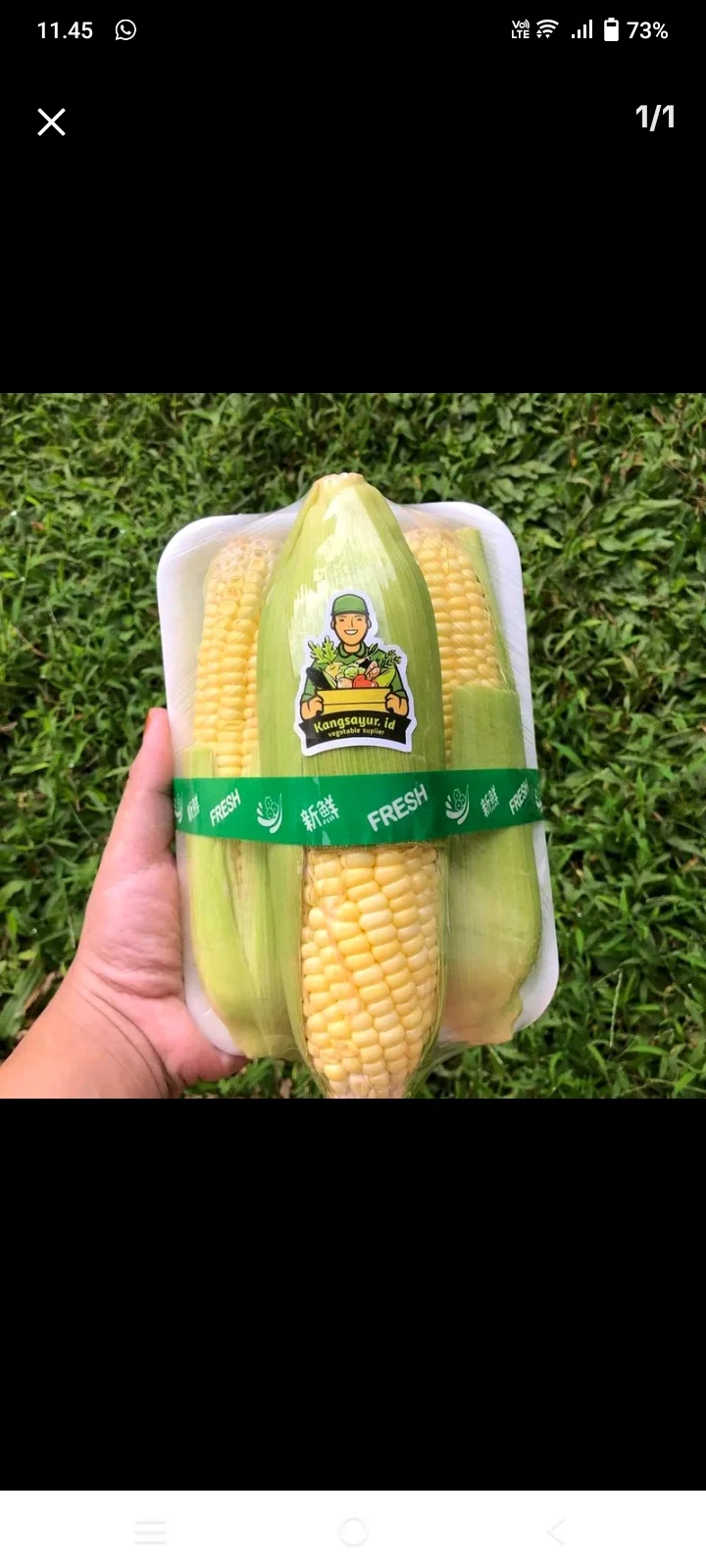 Jagung manis