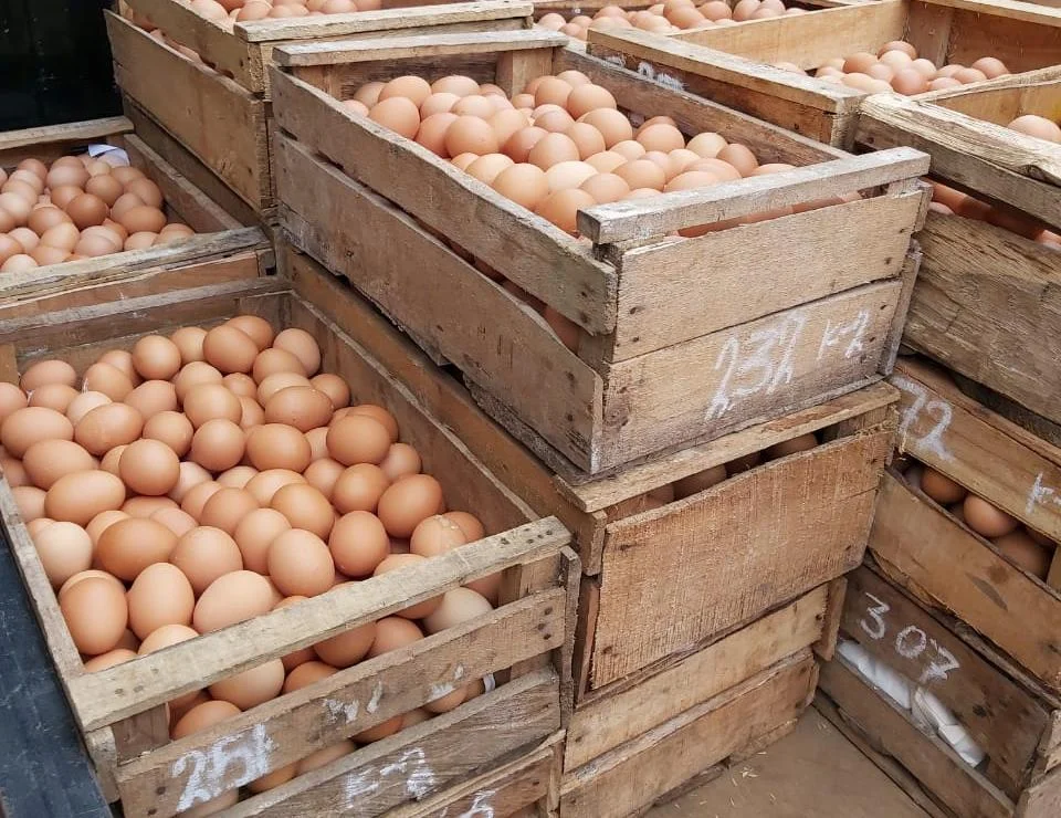Telur ayam negeri