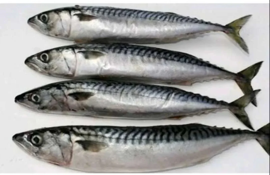 Ikan salem