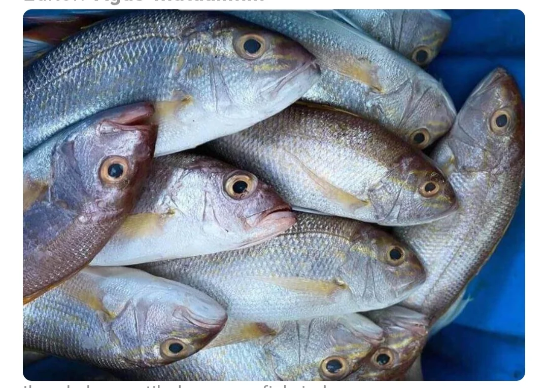 Ikan kakap