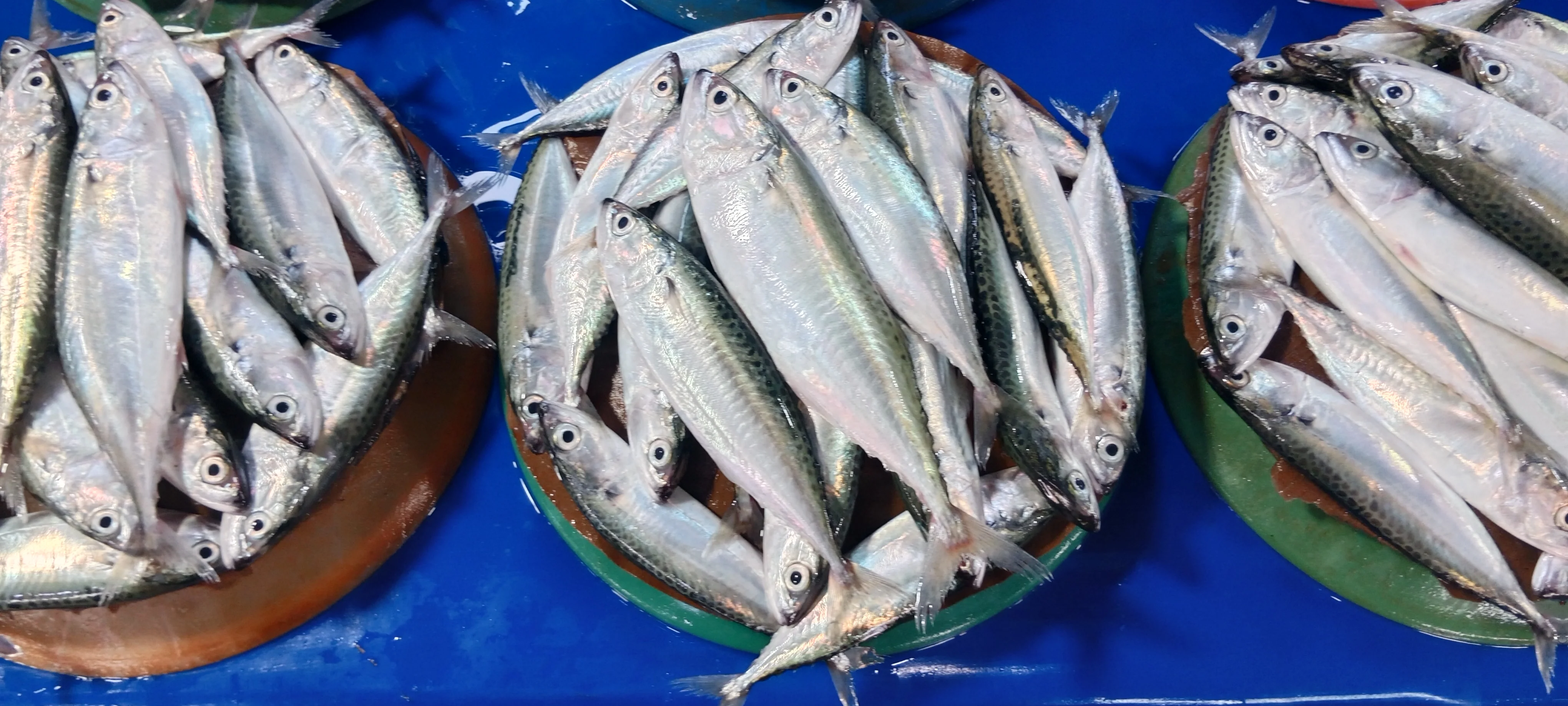 Ikan Kembung