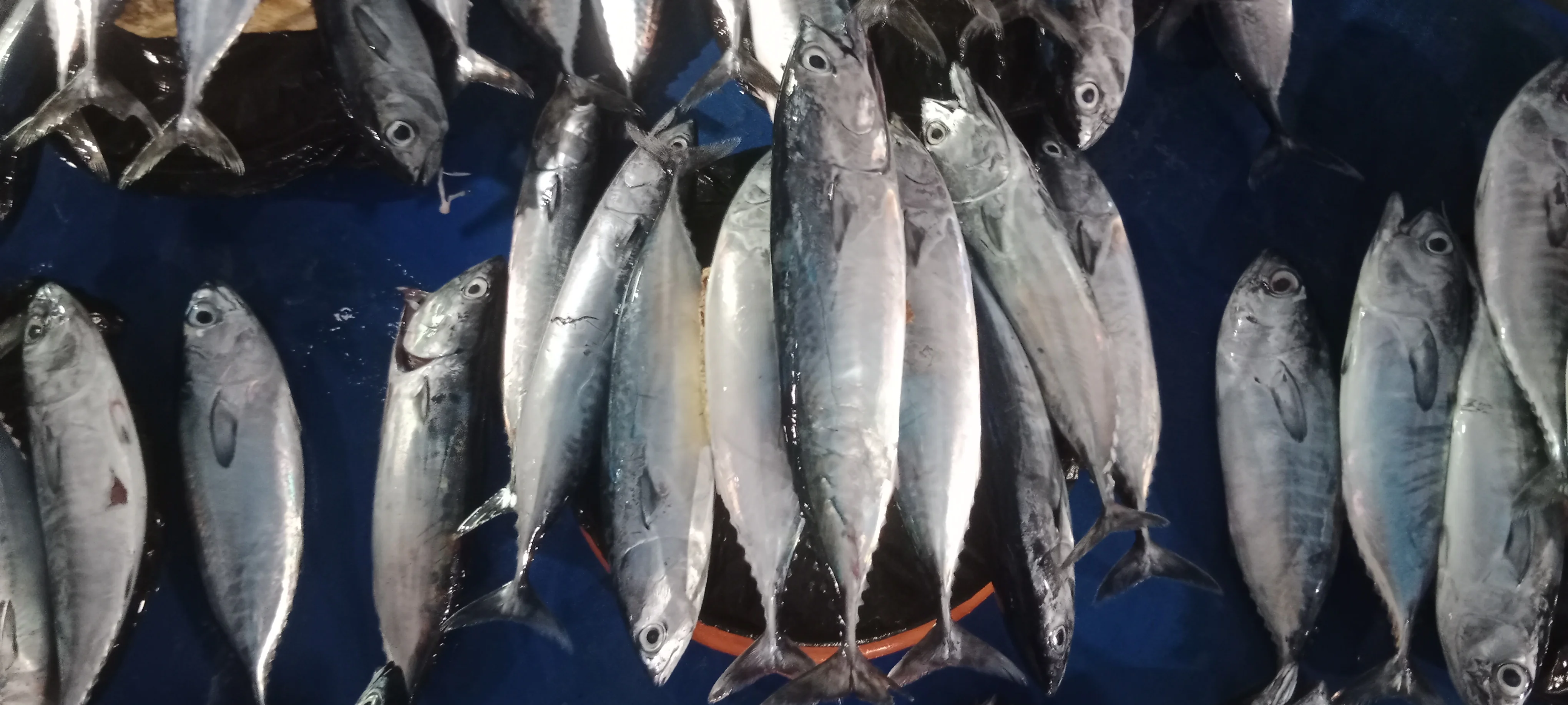 Ikan Deho