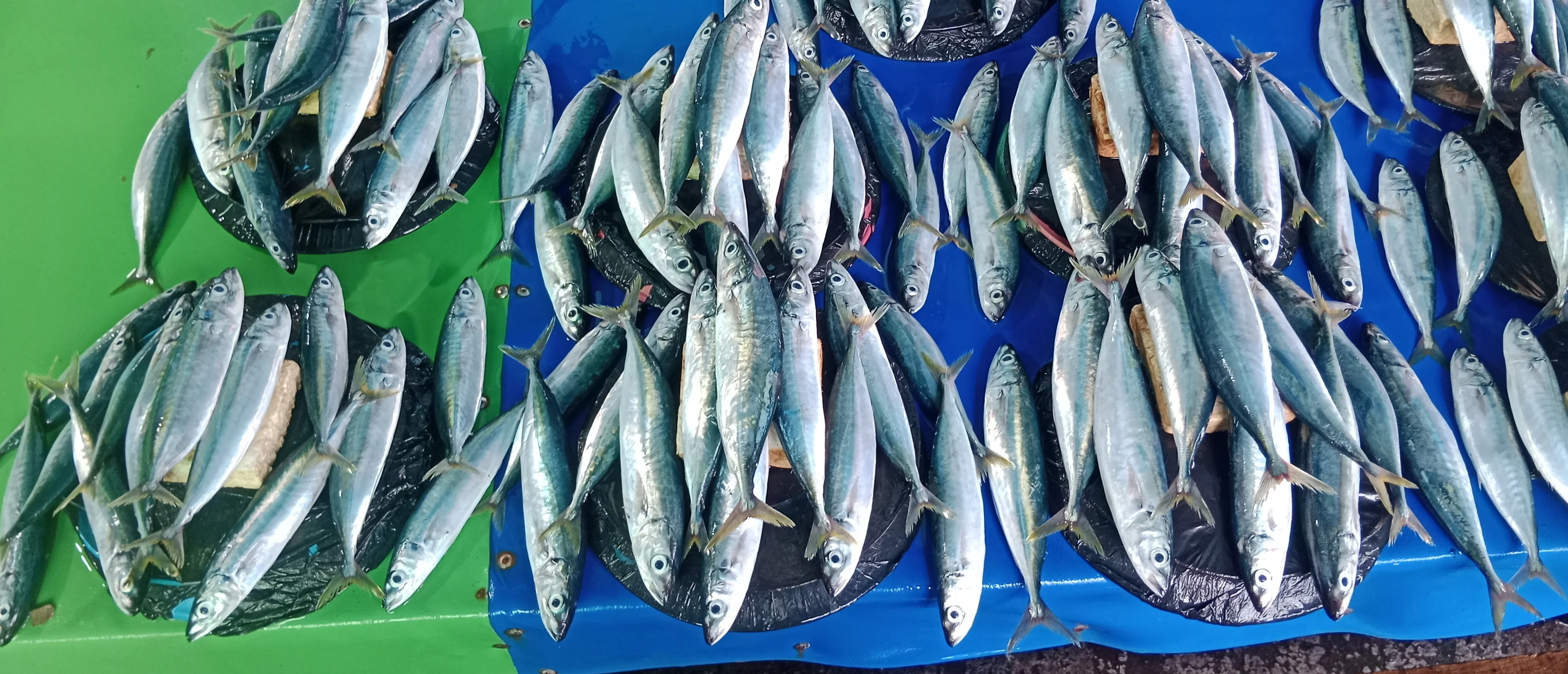 Ikan Mumar /Layang