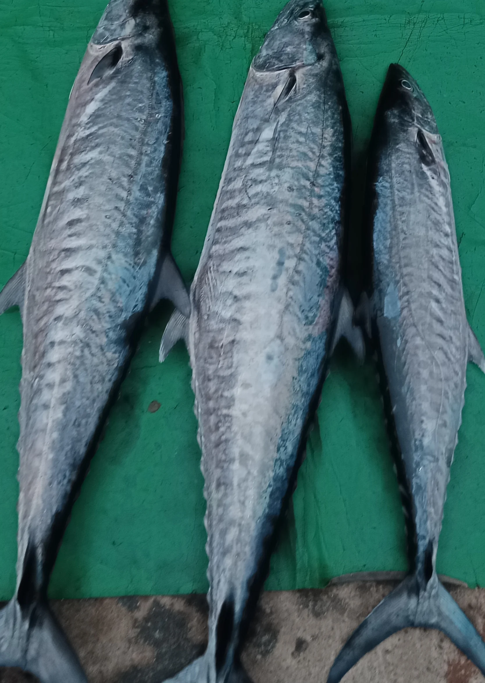 Ikan Tenggiri