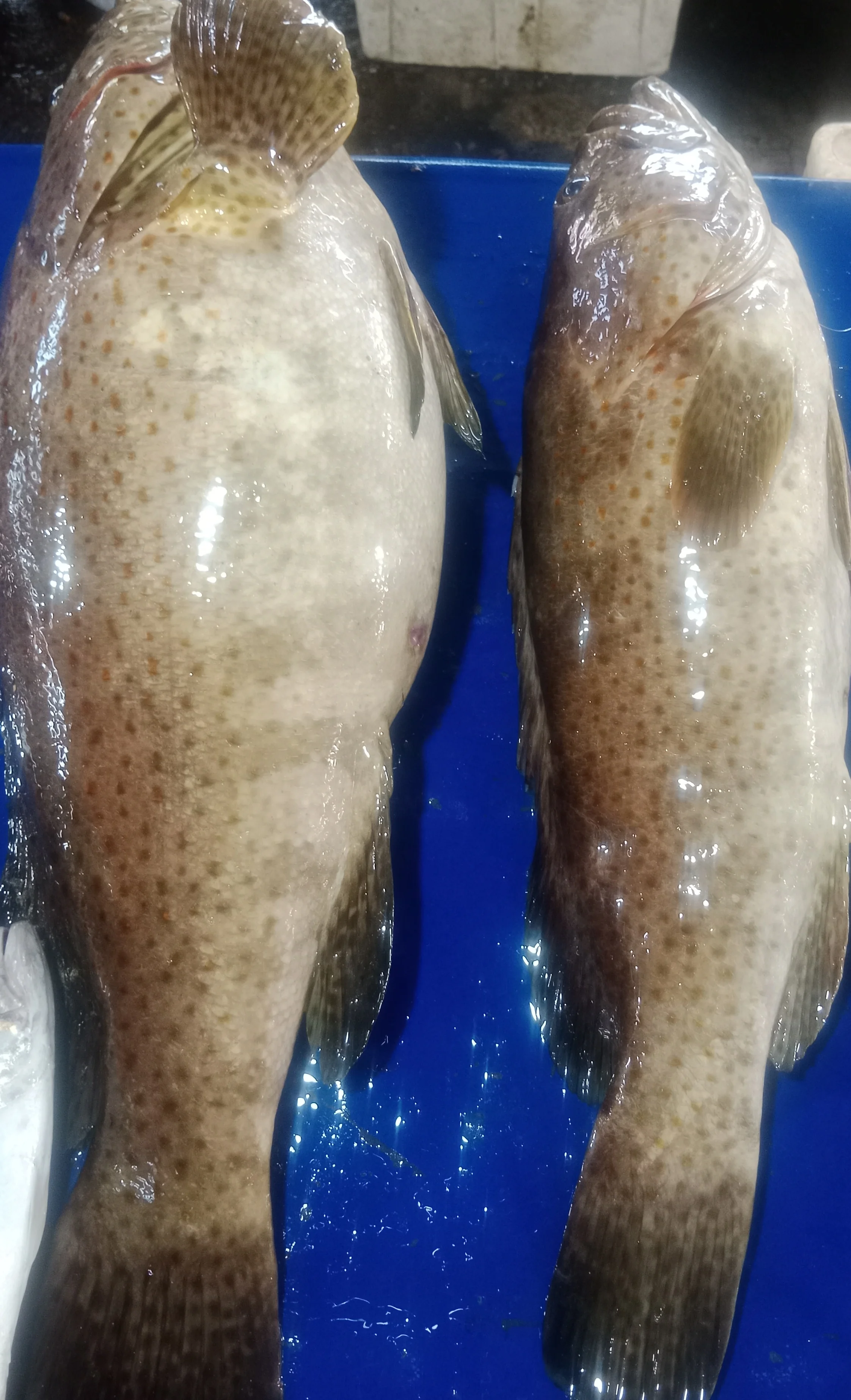Ikan Geropa