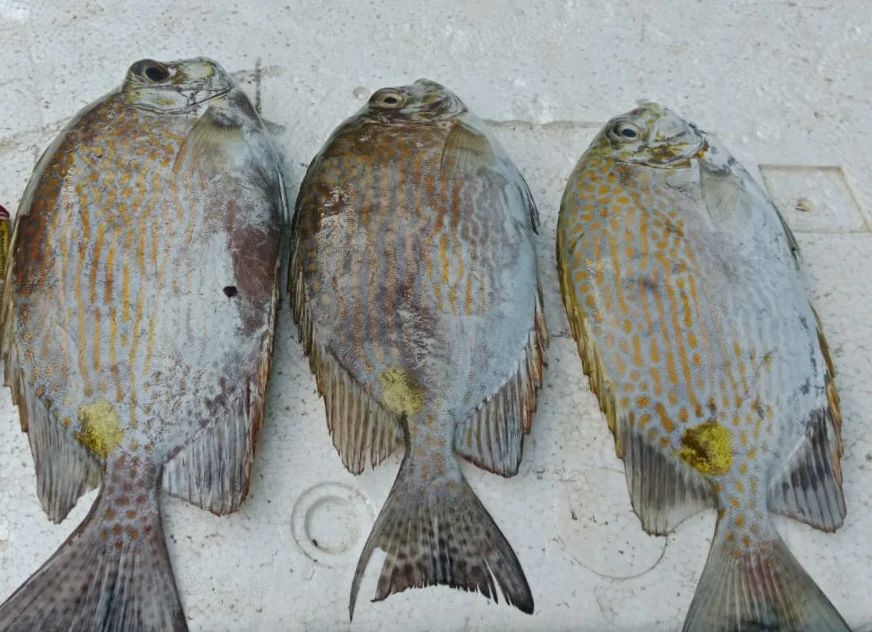 Ikan Baronang
