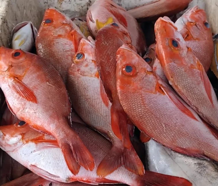 Kakap Merah
