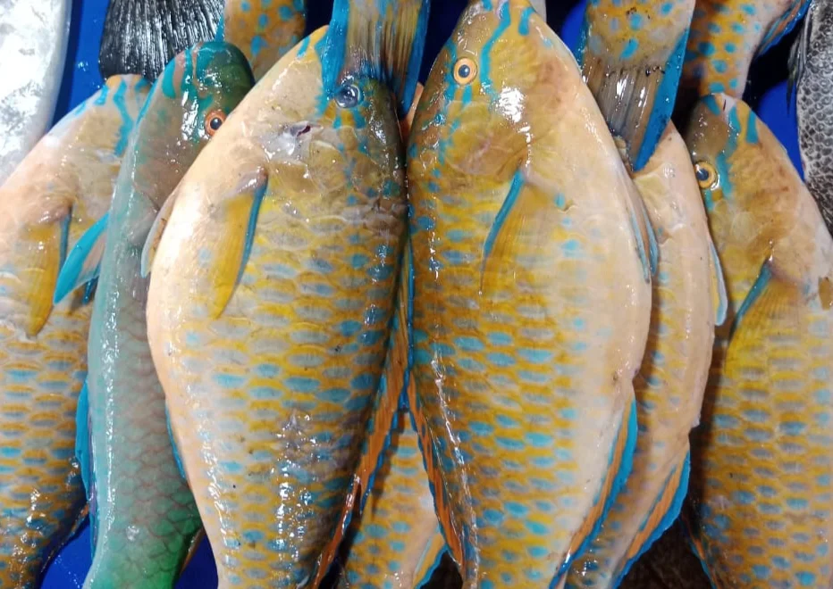 Ikan Kaka Tua