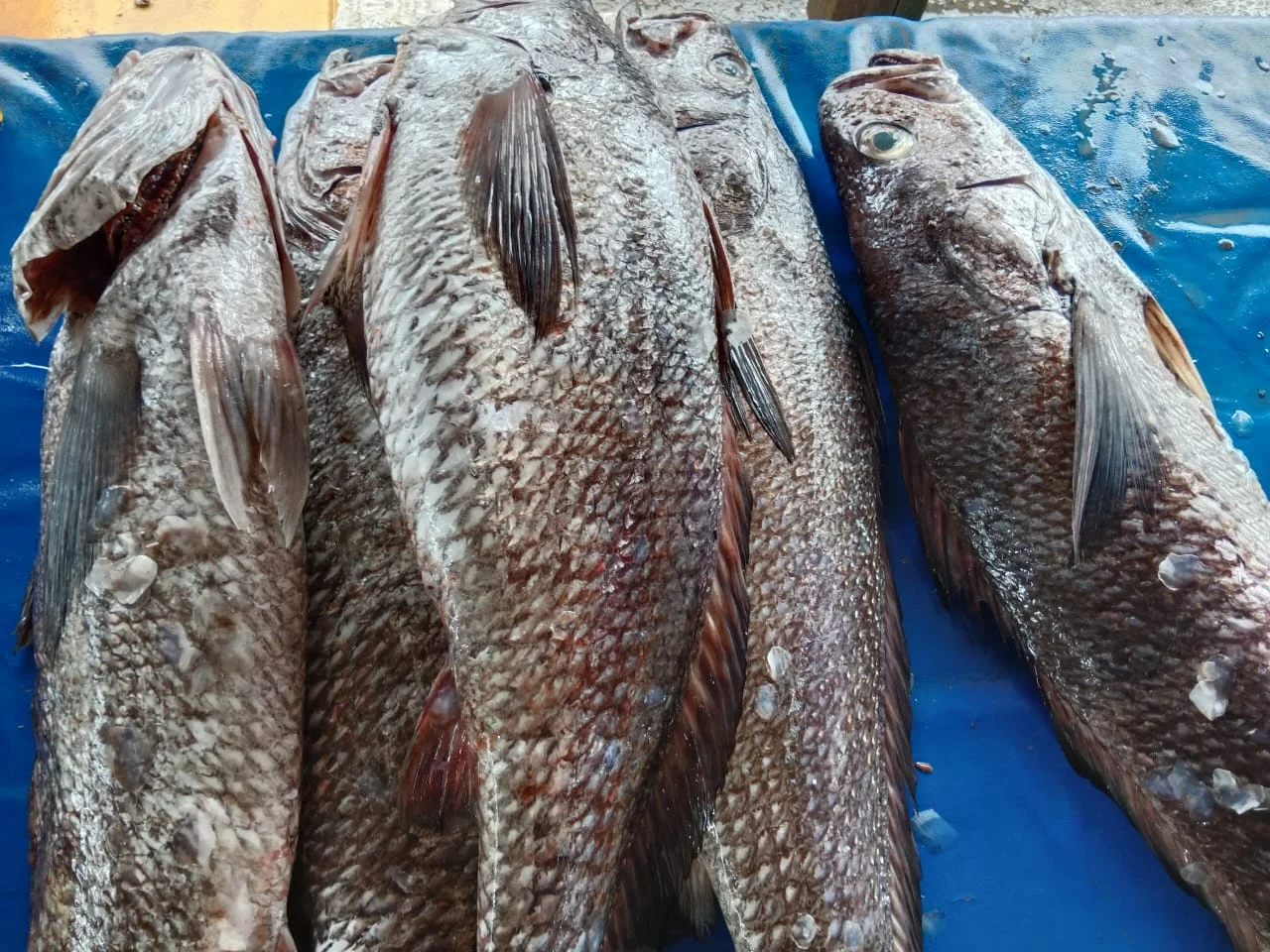 Kakap fillet Besar