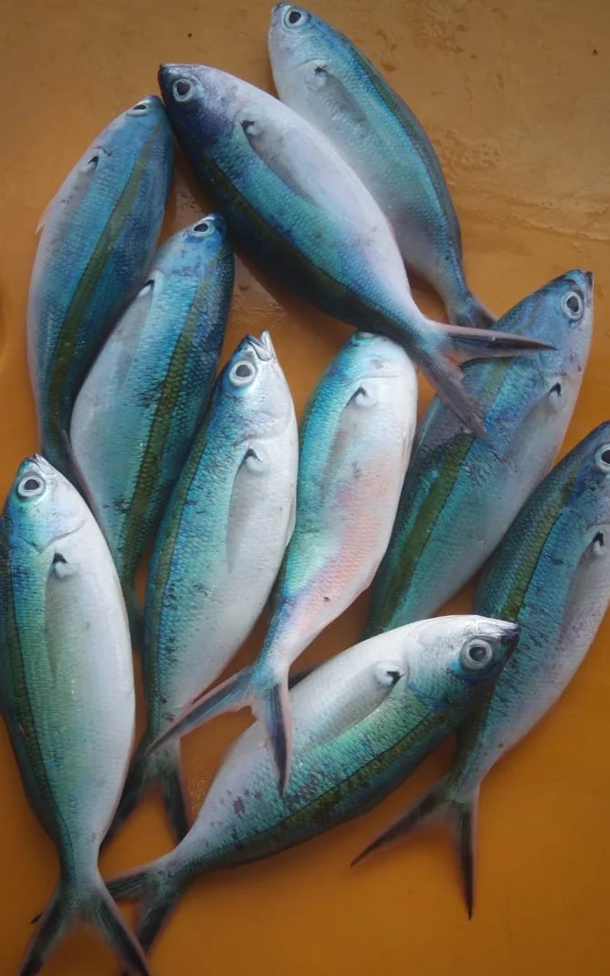 Ikan Lalosi