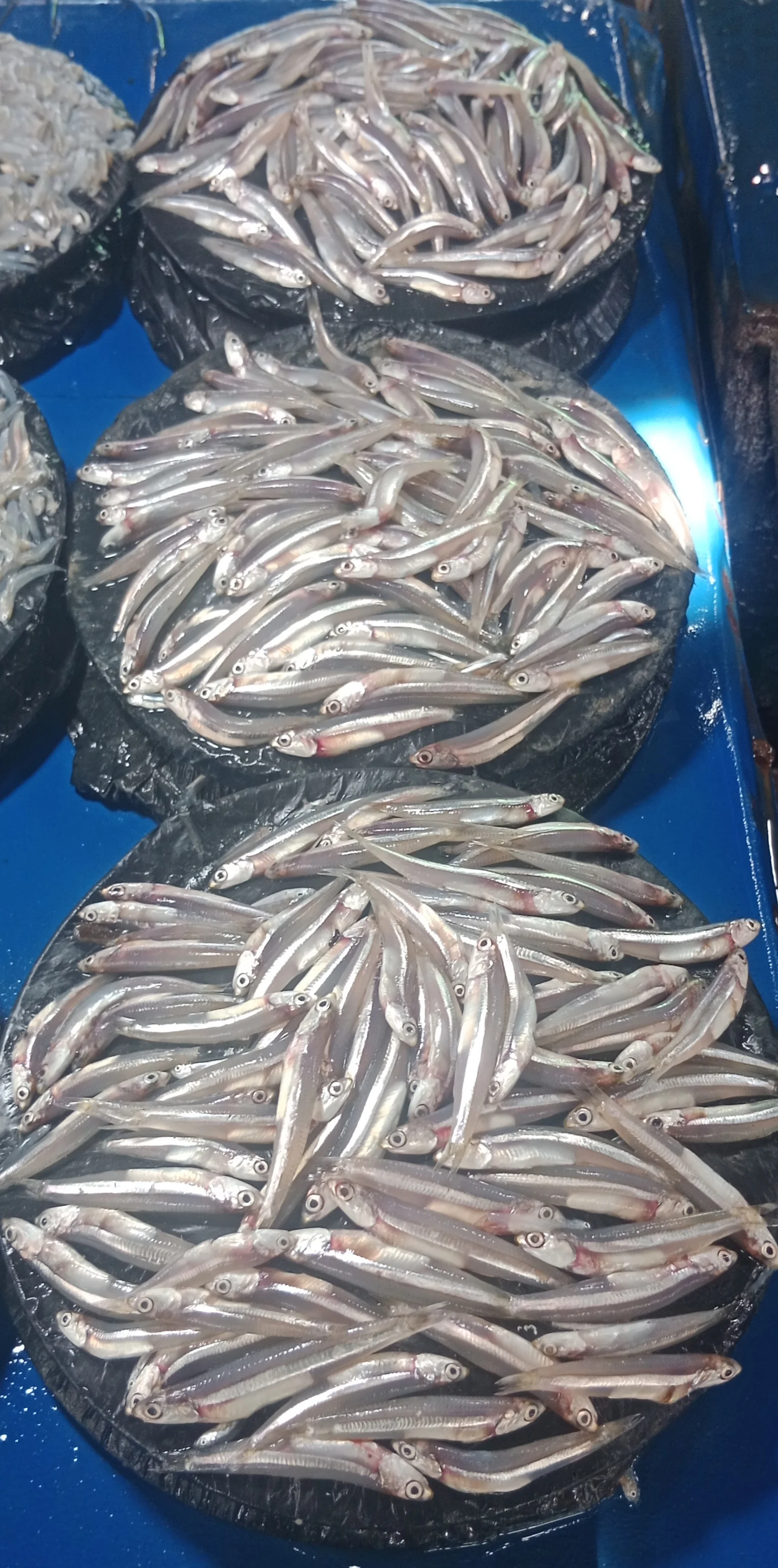 Ikan Puri