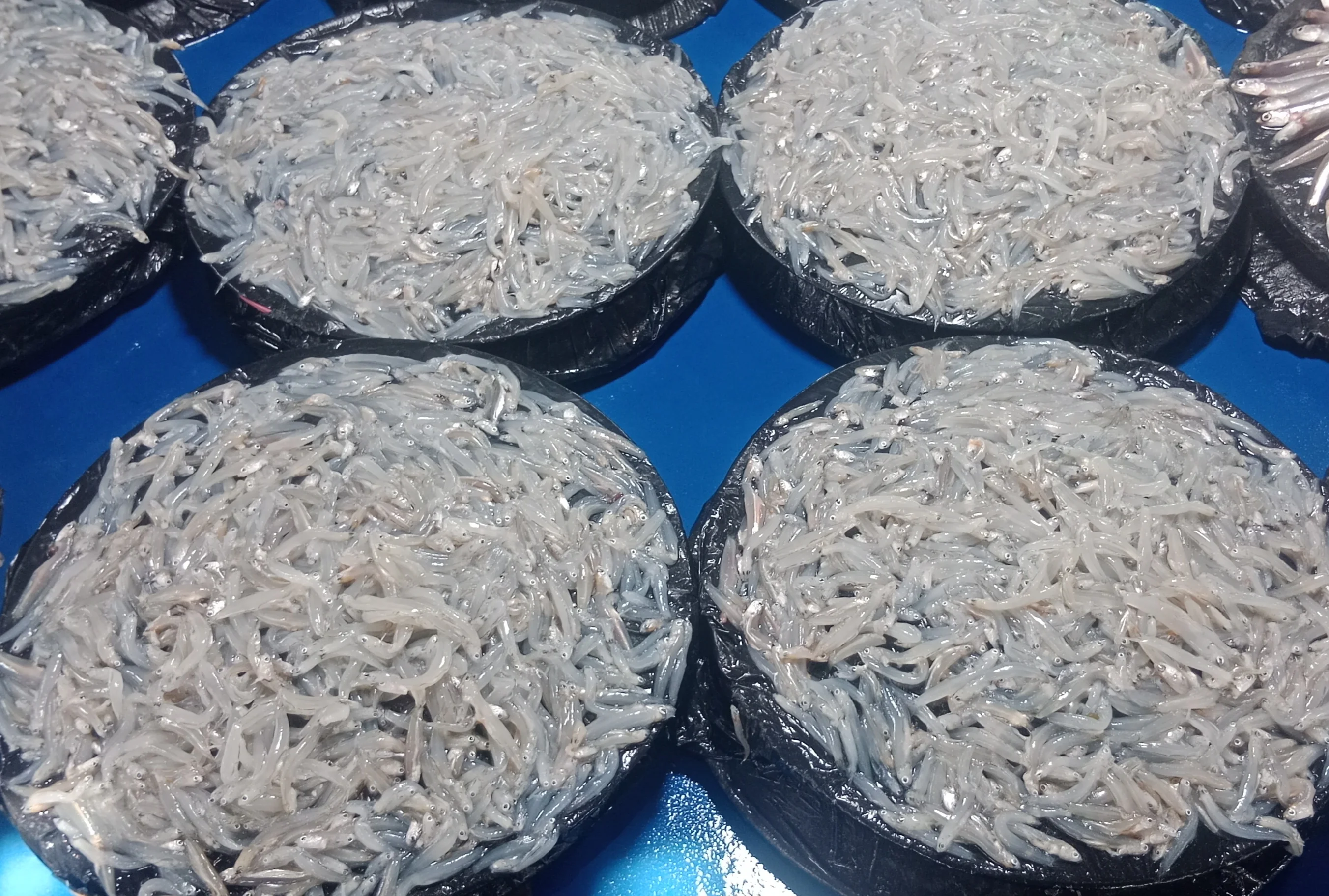 Puri Nasi
