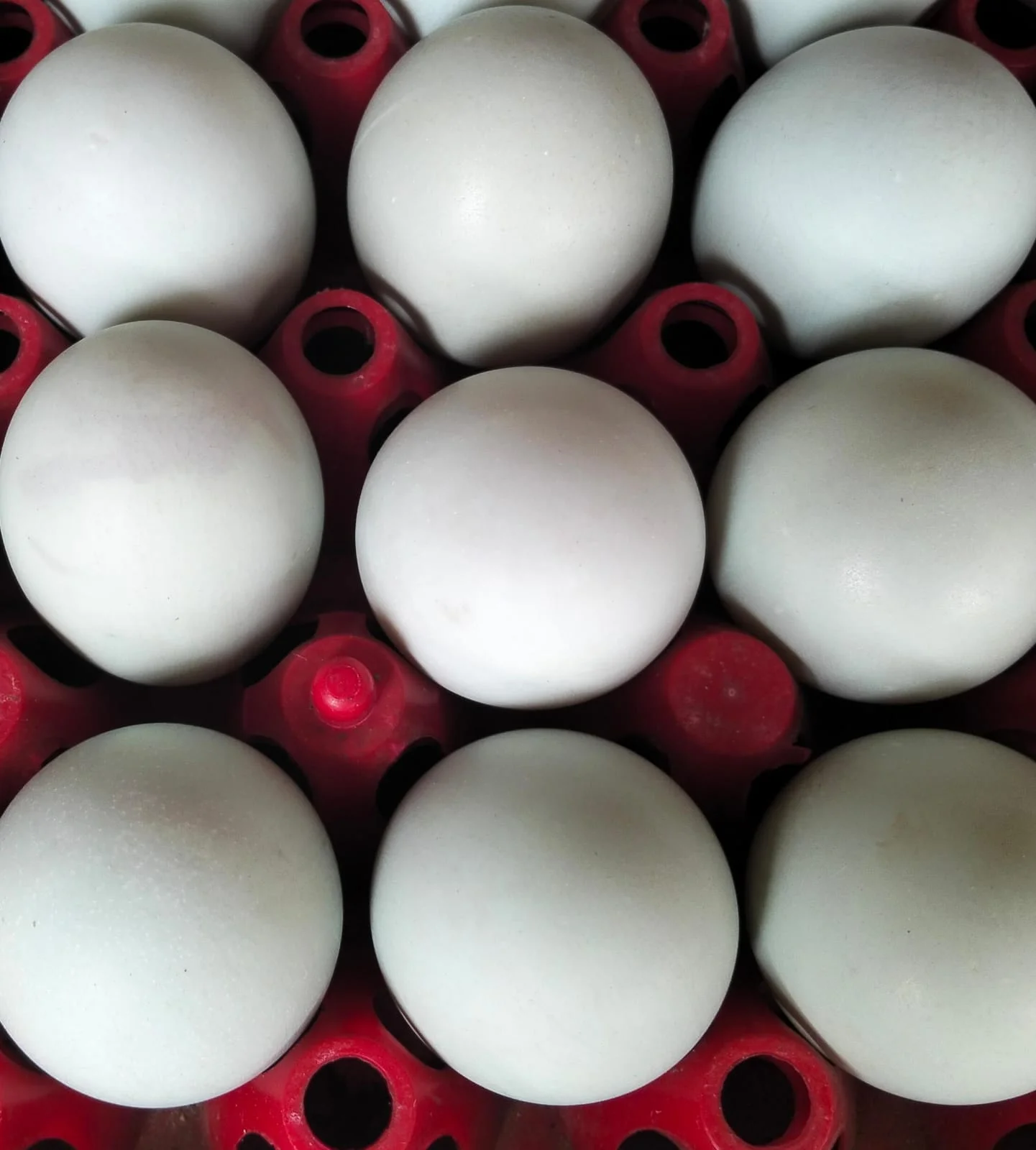 Telur Bebek