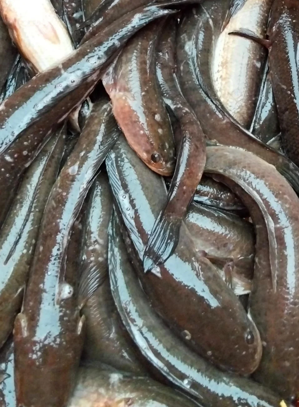 Ikan Gabus