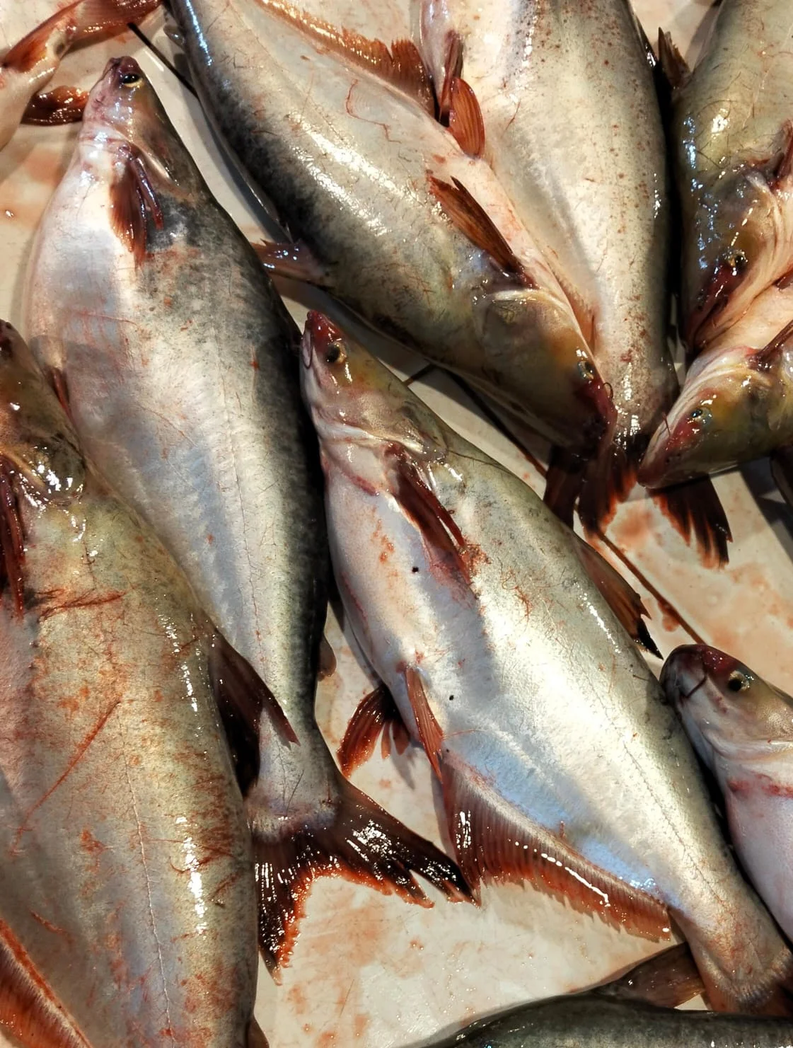 Ikan Patin