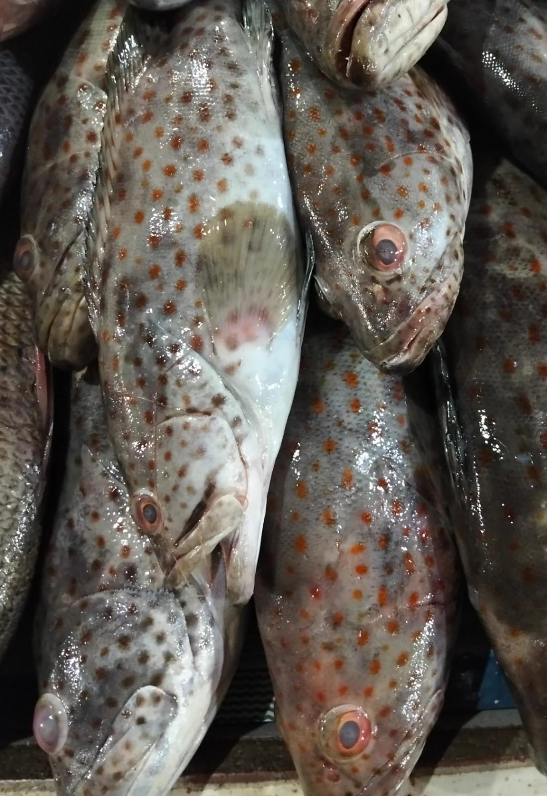 Ikan Grapu