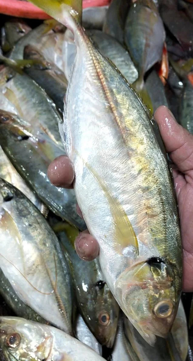 Ikan Kembung Banjar