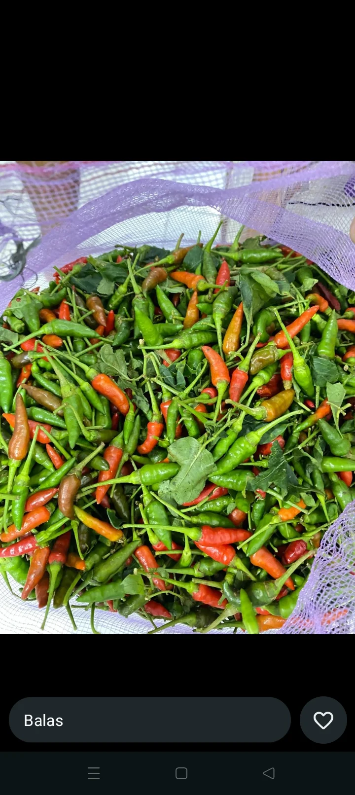 Cabe gunung
