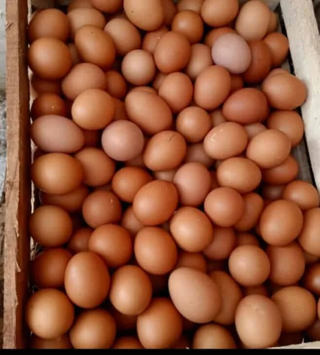 telor ayam ras
