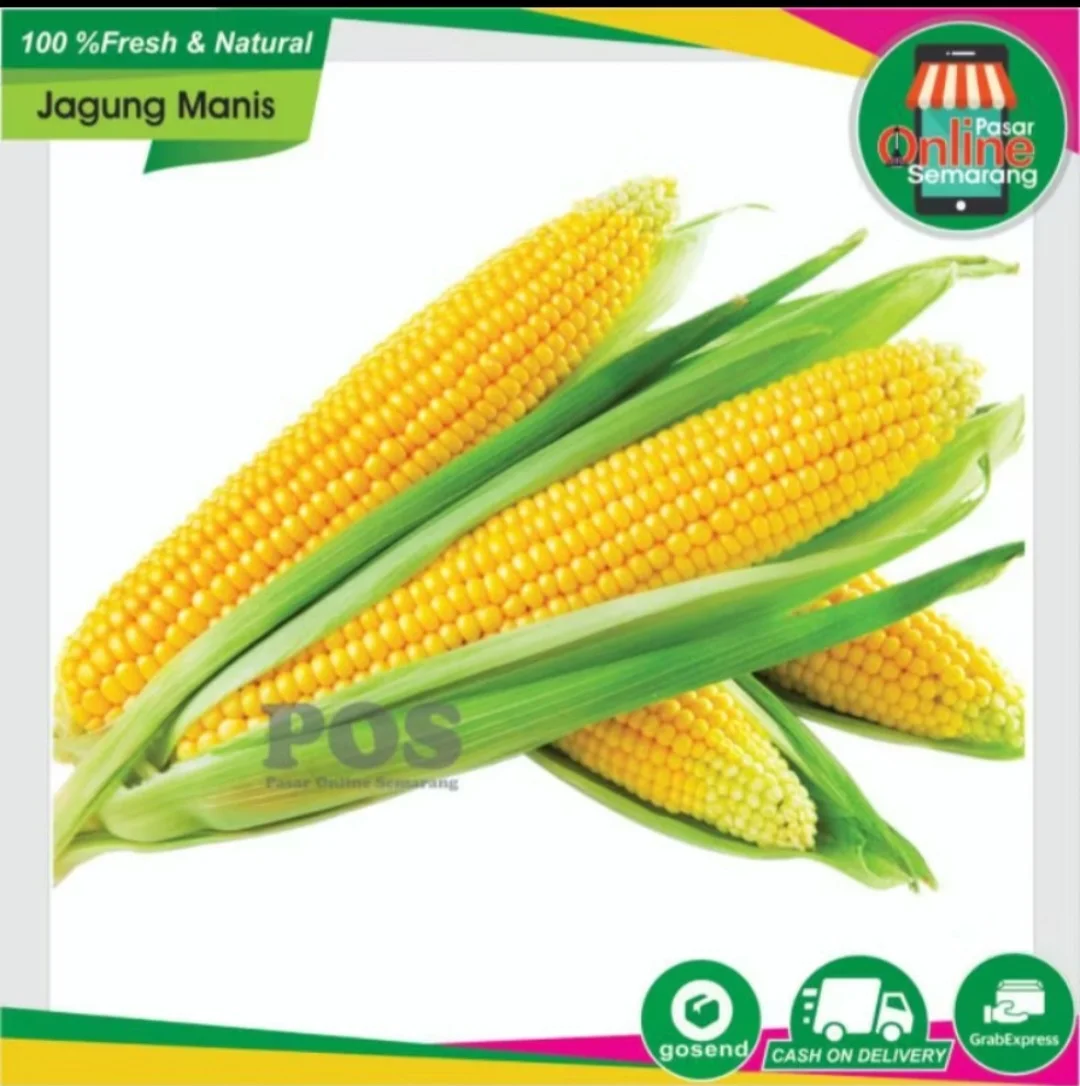 Jagung Manis