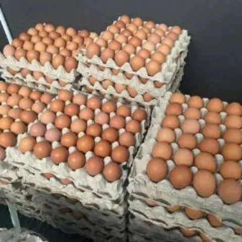 Telur Ayam
