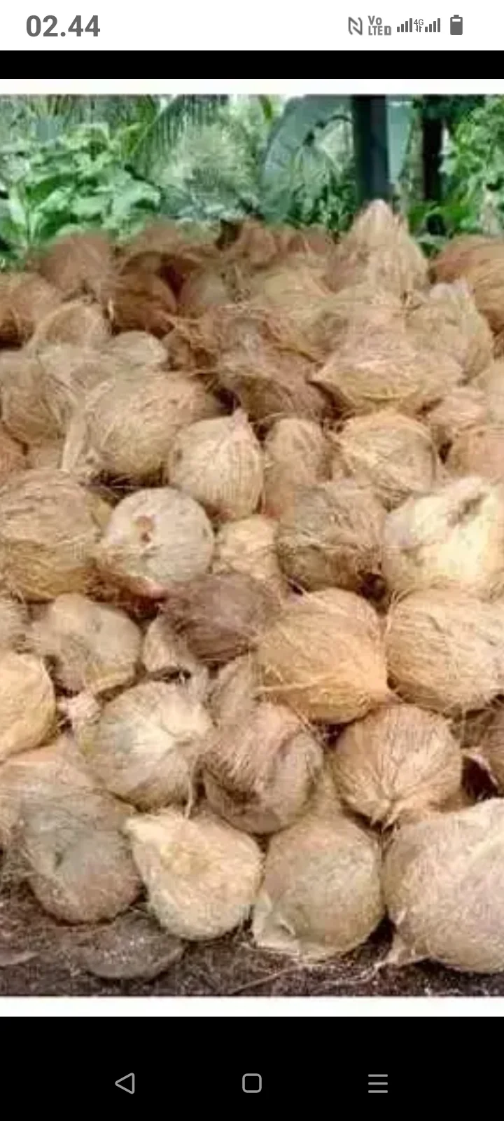 Kelapa tua