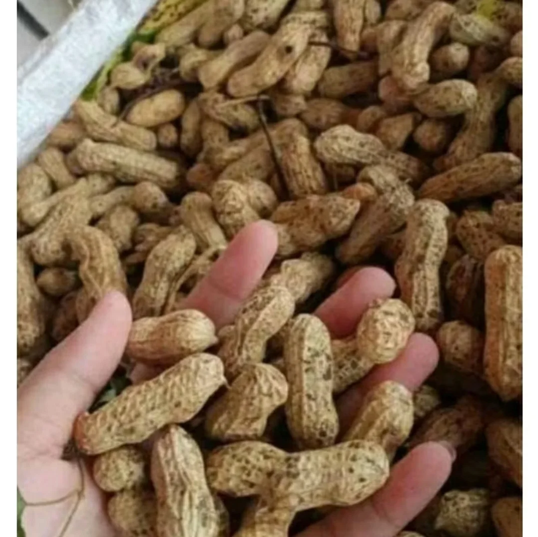 Kacang Tanah